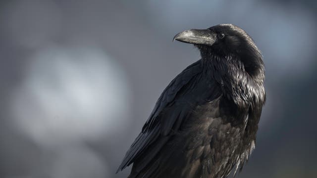 Ein Rabe sitzt vor einem unscharfen, grauen Hintergrund. Der Vogel ist in einem Profil zu sehen, mit glänzendem, schwarzem Gefieder und einem markanten Schnabel. Die Beleuchtung hebt die Textur der Federn hervor.