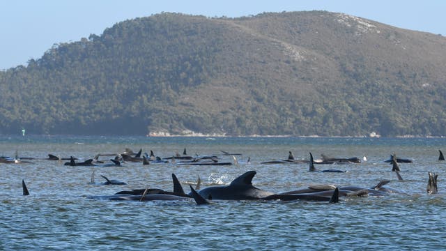 Eine Gruppe gestrandeter Wale an der tasmanischen Küste