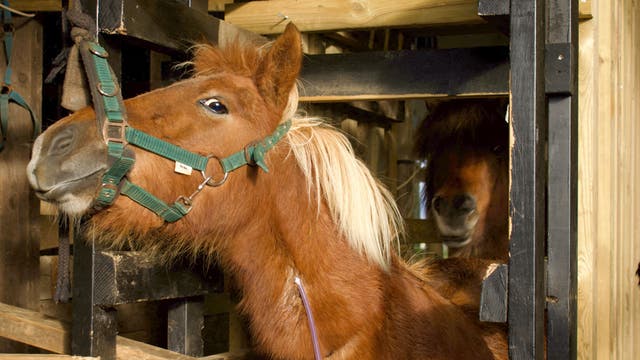 Ein braunes Pferd mit heller Mähne steht in einem Stall und trägt ein grünes Halfter. Im Hintergrund ist ein weiteres Pferd teilweise sichtbar. Die Umgebung besteht aus Holzkonstruktionen.