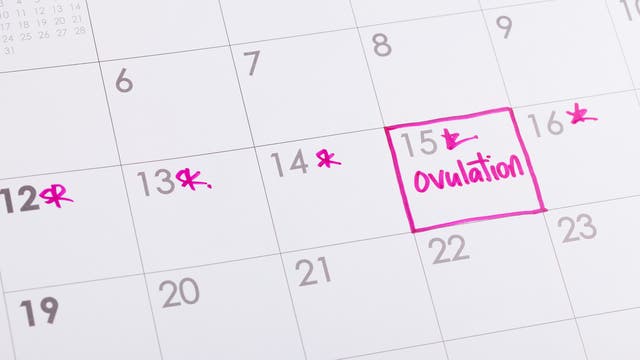 Ein Kalender, in dem die fruchtbaren Tage und der Zeitpunkt der Ovulation eingezeichnet sind 