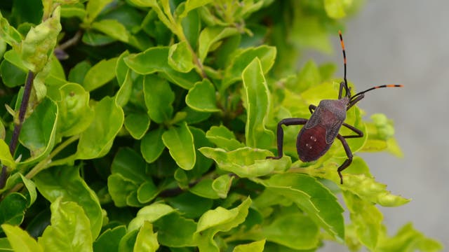 Ein Insekt mit einem dunkelroten Körper und langen Fühlern sitzt auf einem grünen Blatt inmitten eines dichten, grünen Laubwerks. Die Szene zeigt die natürliche Umgebung des Insekts und hebt die Kontraste zwischen den Farben des Insekts und der Blätter hervor.