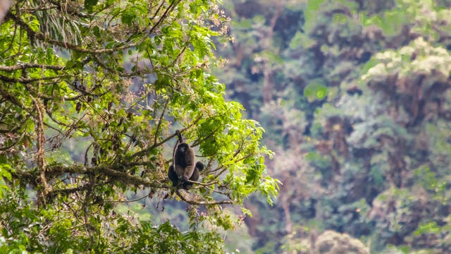 Ein Wollaffe sitzt auf einem Ast in einem dichten, grünen Regenwald Südamerikas. Die Umgebung ist üppig mit Laub bedeckt, und der Hintergrund zeigt verschwommene Baumkronen. Der Affe scheint entspannt zu sein und blickt in die Ferne. 