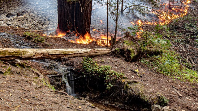 Ein niedriges Feuer frisst sich zwischen Bäumen am Waldboden entlang.