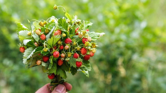Eine Hand hält einen Strauß aus frischen Walderdbeeren mit grünen Blättern. Die roten Beeren sind klein und reif, umgeben von einem unscharfen, grünen Hintergrund, der auf eine natürliche Umgebung hinweist.