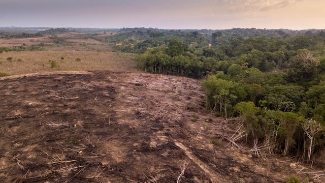 Drohnen-Luftaufnahme der Entwaldung im Amazonas-Regenwald