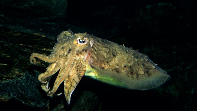 Eine Sepia schwimmt in einem dunklen Unterwasserumfeld. Ihr Körper ist gut getarnt mit der Umgebung, was ihre Fähigkeit zur Tarnung zeigt. Die Tentakel sind deutlich sichtbar, und das Tier scheint sich langsam zu bewegen. Es gibt keine sichtbaren Texte oder Links im Bild.