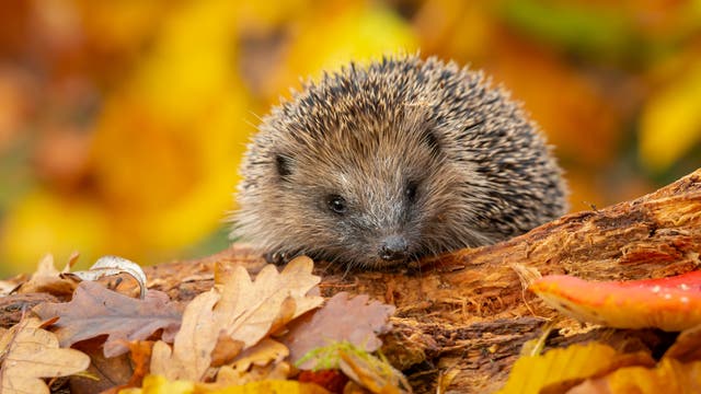 Igel sitzt auf einem umgefallenen Baumstamm inmitten von gelbem und orangenem Laub und schaut in die Kamera.