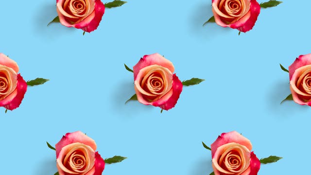 Rosa Rosen mit roten Rändern sind gleichmäßig auf einem hellblauen Hintergrund angeordnet. Die Rosen sind in einem regelmäßigen Muster verteilt, was ein Gefühl von Symmetrie und Ordnung vermittelt. Es gibt keine zusätzlichen Texte oder Links im Bild.