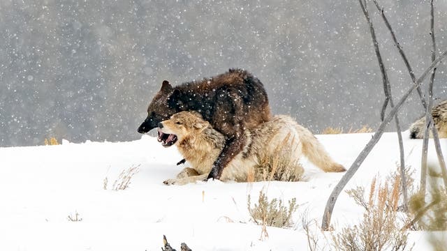Zwei Wölfe interagieren im Schnee während eines Schneefalls. Der vordere Wolf liegt auf dem Boden, während der hintere Wolf auf ihm steht. Die Szene ist von schneebedeckter Vegetation umgeben, und im Hintergrund sind weitere Wölfe zu sehen. Die winterliche Landschaft vermittelt eine raue, natürliche Umgebung.