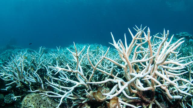 Unterwasseraufnahme eines Korallenriffs mit stark gebleichten, weißen Korallenästen im Vordergrund. Der Hintergrund zeigt das tiefblaue Meer. Die Szene vermittelt den Eindruck von Korallenbleiche, einem wichtigen Umweltthema. Keine Menschen im Bild.