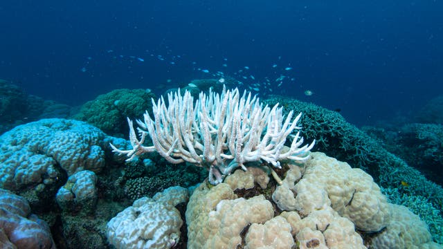 Unterwasseraufnahme eines Korallenriffs mit einer ausgebleichten, weißen, verzweigten Koralle im Zentrum, umgeben von verschiedenen Korallenarten in Blau- und Grüntönen. Im Hintergrund schwimmen kleine Fische im klaren, blauen Wasser. Die Szene ist symptomatisch für Korallenriffe im Hitzestress.