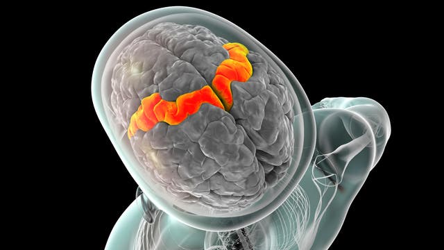 Zu sehen ist eine Illustration des menschlichen Gehirns von oben in einem transparenten Schädel. Orange markiert ist der motorische Kortex, eine entscheidende Hirnregion für willentliche Bewegungen.