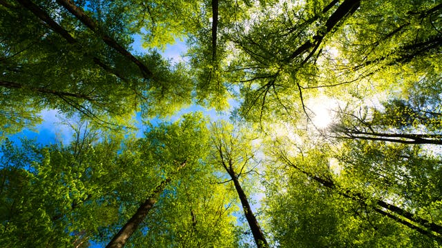 Ein Wald von unten gegen die Baumkronen fotografiert