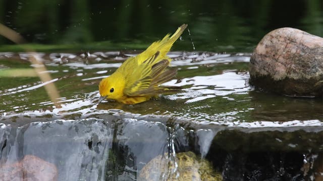 Ein gelber Vogel badet in  flachem Wasser, umgeben von Steinen. Wassertropfen spritzen umher, während der Vogel seine Flügel ausbreitet. Im Hintergrund sind verschwommen grüne Pflanzen zu sehen.