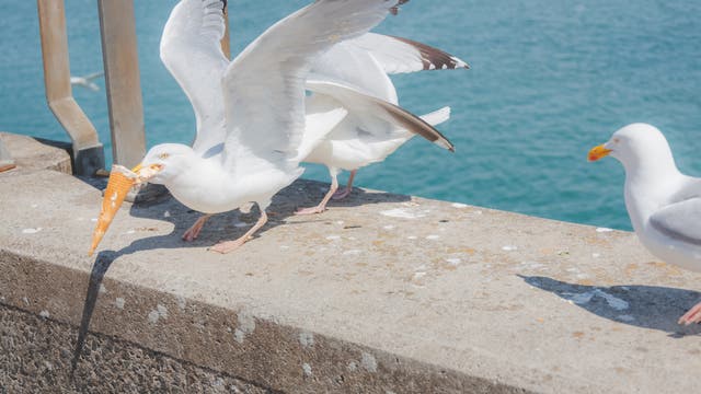 Eine Möwe steht auf einer Betonmauer am Meer und hält ein Waffeleis in ihrem Schnabel. Zwei weitere Möwen sind in der Nähe, eine davon schaut in Richtung der ersten Möwe. Im Hintergrund ist das blaue Wasser des Ozeans zu sehen. Die Szene findet an einem sonnigen Tag statt.