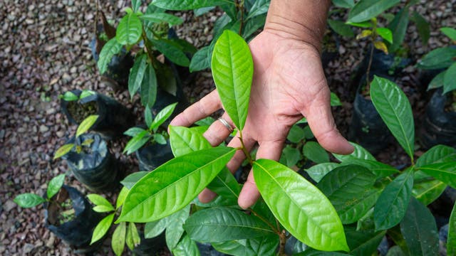 Eine Hand hält die Blätter einer jungen Pflanze in einem Garten oder einer Baumschule. Die Pflanze hat glänzende, grüne Blätter. Im Hintergrund sind weitere Pflanzen in schwarzen Pflanzbeuteln auf einem kiesbedeckten Boden zu sehen.