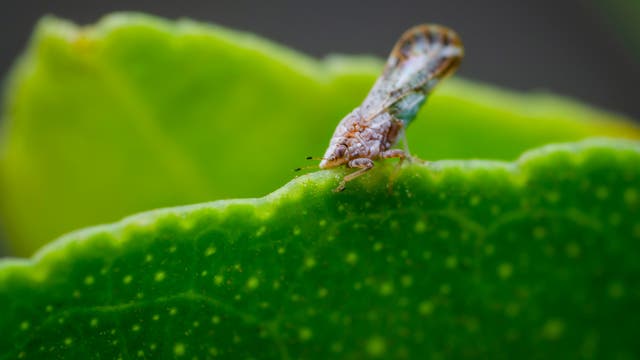 Eine kleine, detaillierte Nahaufnahme eines Insekts, das auf der Kante eines grünen Blattes sitzt. Das Insekt hat einen gemusterten Körper und durchscheinende Flügel. Der Hintergrund ist unscharf, was den Fokus auf das Insekt und das Blatt verstärkt.