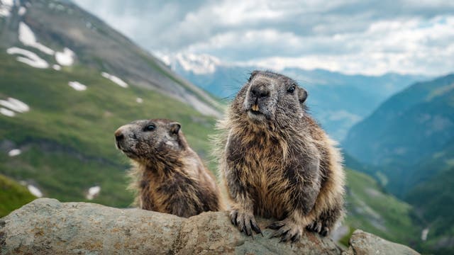 Murmeltiere in den Alpen