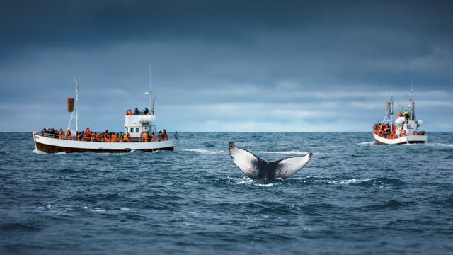 Zwei Boote voller Menschen in orangefarbenen Rettungswesten beobachten einen Wal, dessen Schwanzflosse aus dem Wasser ragt. Der Himmel ist bewölkt, und das Meer wirkt rau. Die Szene vermittelt ein Gefühl von Abenteuer und Naturbeobachtung.