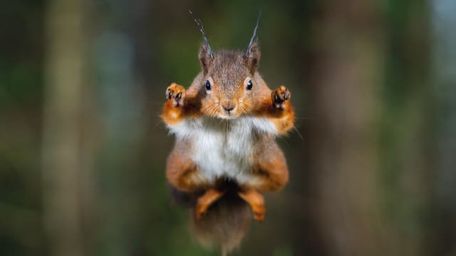 Ein rötlich-braunes Eichhörnchen mit weißem Bauch springt mit nach vorne gerichteten Pfoten vor einem verschwommenen Hintergrund.