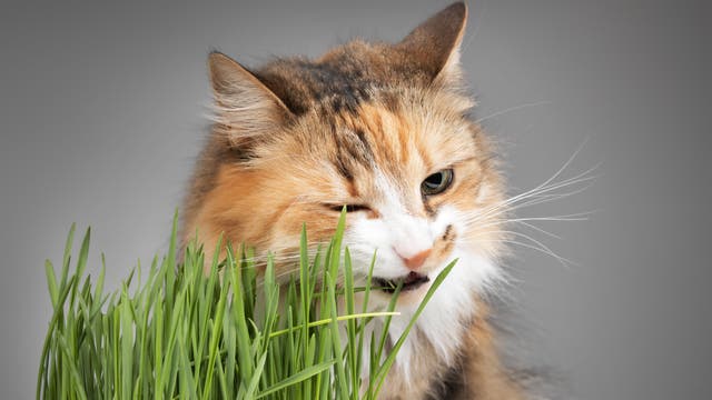 Eine Katze mit langem, mehrfarbigem Fell knabbert an einem Büschel grünen Grases. Die Katze hat ein Auge halb geschlossen und wirkt entspannt. Der Hintergrund ist einfarbig grau, was den Fokus auf die Katze und das Gras lenkt.