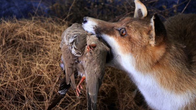 Ein Fuchs hält eine Taube im Maul. Der Hintergrund besteht aus trockenem Gras und Zweigen. Die Szene zeigt einen Moment in der Natur, der das Verhalten von Raubtieren veranschaulicht.