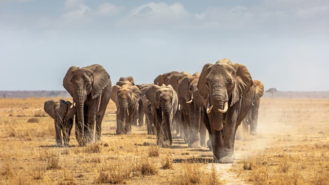 Gruppe von Afrikanischen Elefanten