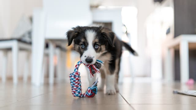 Ein Border-Collie-Welpe mit schwarz-weißem Fell spielt auf einem hellen Fliesenboden mit einem bunten Kauspielzeug aus Seil. Im Hintergrund sind unscharf weiße Möbel zu erkennen. Der Welpe schaut neugierig in die Kamera.