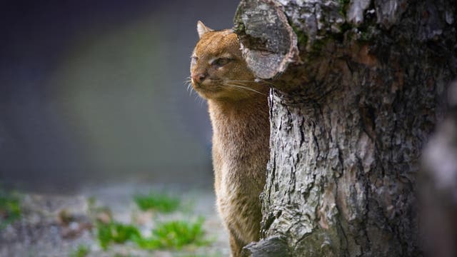 Ein Jaguarundi mit braunem Fell schaut hinter einem Baumstamm hervor. Der Baum hat eine raue, graue Rinde. Im Hintergrund ist unscharf grünes Gras zu sehen. Die Katze wirkt aufmerksam und neugierig.