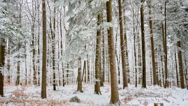 Ein verschneiter Wald mit hohen, schneebedeckten Bäumen. Der Boden ist mit einer dünnen Schneeschicht bedeckt, und die kahlen Äste der Bäume sind ebenfalls mit Schnee bestäubt. Die Szene vermittelt eine ruhige, winterliche Atmosphäre.