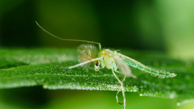 Eine grünliche Zuckmücke sitzt auf einem Blatt. Die Nahaufnahme zeigt die feinen Details der Flügel und Antennen der Mücke. Der Hintergrund ist unscharf und in verschiedenen Grüntönen gehalten, was den Fokus auf das Insekt lenkt.