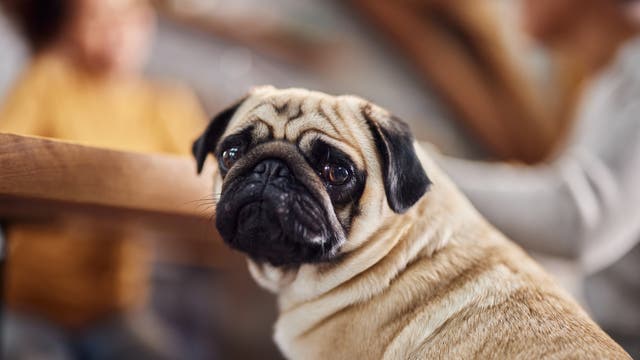 Mops blickt traurig in die Kamera