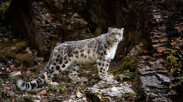 Ein Schneeleopard steht vor einer dunklen Felswand. Die Katze hat eine weiße Brust und ein geflecktes Fell mit dunklen Kringeln auf cremefarbenem Hintergrund. Der Schwanz ist lang und flauschig. Sie blickt in die Kamera. Einzelne grüne Pflanzen wachsen auf dem Untergrund.