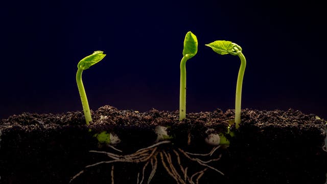 Drei grüne Keimlinge wachsen aus dunkler Erde. Die Wurzeln sind unter der Erde sichtbar und verzweigen sich. Die Szene symbolisiert Wachstum und Natur.