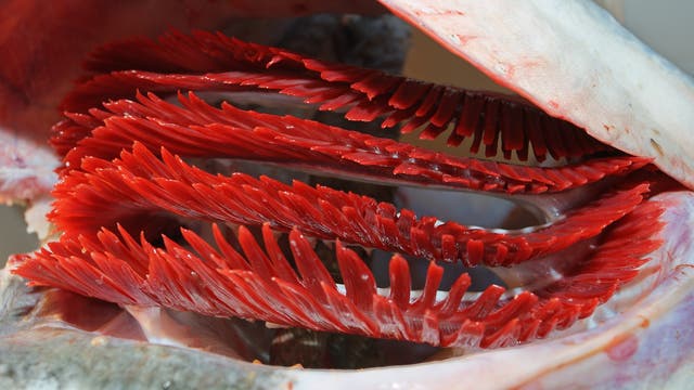 Nahaufnahme von leuchtend roten Fischkiemen, die in mehreren Reihen angeordnet sind. Die Kiemen sind detailliert und zeigen die komplexe Struktur, die für den Gasaustausch im Wasser verantwortlich ist. Die Umgebung ist hell und zeigt die natürliche Farbe und Textur der Kiemen. Keine Menschen im Bild.