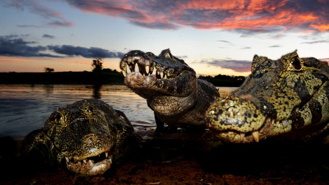 Drei Kaimane am Ufer eines Flusses bei Sonnenuntergang. Die Tiere sind nah am Wasser positioniert, mit geöffneten Mäulern, die ihre Zähne zeigen. Der Himmel im Hintergrund ist in warmen Farben von Orange und Rosa gefärbt, während die Umgebung eine ruhige, natürliche Landschaft darstellt.