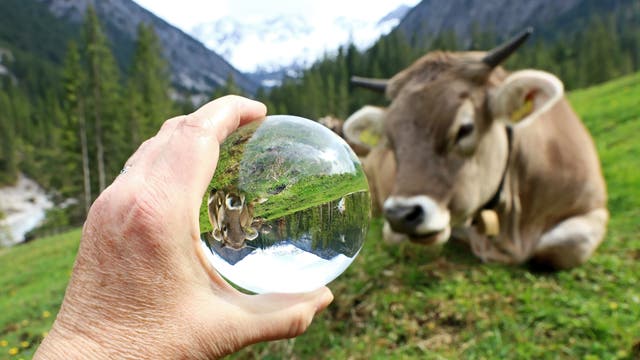 Eine braune Kuh liegt auf einer Almwiese in den Alpen. Im Vordergrund hält eine Hand eine Glaskugel, in der sich die Kuh auf dem Kopf spiegelt.