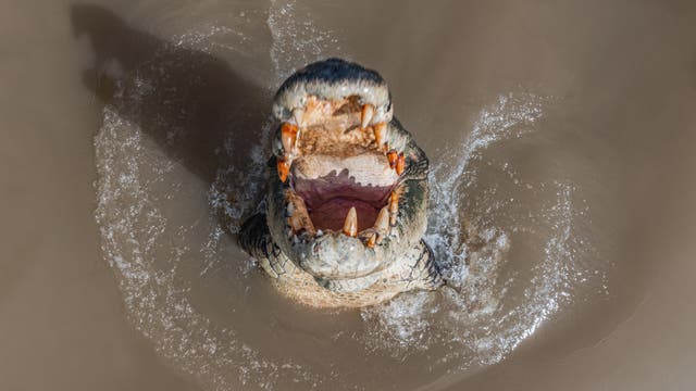 Ein Krokodil taucht aus dem trüben Wasser auf, mit weit geöffnetem Maul und sichtbaren Zähnen. Das Bild zeigt die Dynamik und Kraft des Tieres, während es sich durch das Wasser bewegt. Es gibt keine Menschen oder Text im Bild.