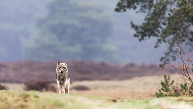 Ein Wolf steht auf einem grasbewachsenen Pfad in einer nebligen Landschaft. Im Hintergrund sind unscharfe Bäume und Sträucher zu sehen. Der Wolf blickt direkt in die Kamera, während die Umgebung eine ruhige, natürliche Atmosphäre vermittelt.