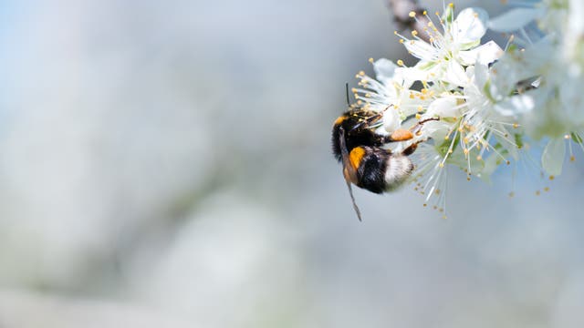 Eine schwarz-gelb-weiße Hummel sitzt mit dem Hinterteil zur Kamera an einer weißen Obstbaumblüte, der Hintergrund ist verschwommen