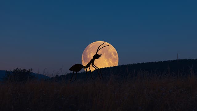 Ameisen-Silhouette vor einem Vollmond am Horizont.