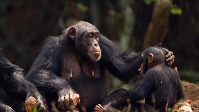 Eine Gruppe von Schimpansen sitzt im Wald. Ein erwachsener Schimpanse berührt sanft den Kopf eines jüngeren Schimpansen, während ein weiterer Schimpanse danebensitzt und einen Stein hält. Die Szene vermittelt Fürsorge und soziale Interaktion in der natürlichen Umgebung der Tiere. Im Hintergrund sind Bäume und weitere Pflanzen zu sehen.