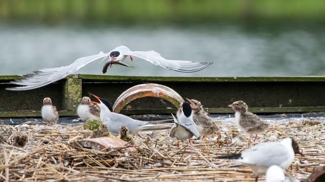 Flussseeschwalbe (Sterna Hirundo) fliegt über ein Nistfloß, auf dem Küken sitzen