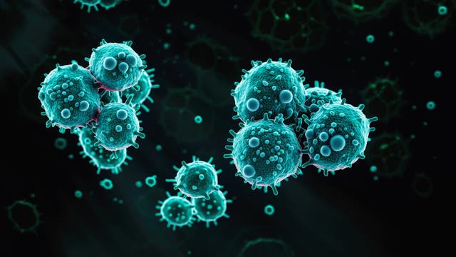 Ein wissenschaftliches Diagramm zeigt eine Gruppe von kugelförmigen Mikroorganismen, die in leuchtendem Blau auf einem dunklen Hintergrund dargestellt sind. Die Mikroorganismen haben stachelartige Fortsätze und variieren in der Größe. Die Darstellung hebt die Struktur und Textur der Mikroorganismen hervor, um ihre anatomischen Merkmale zu verdeutlichen.