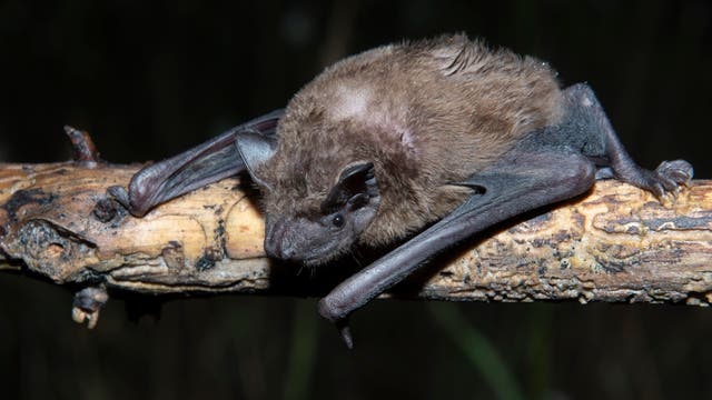 Eine Fledermaus liegt auf einem Ast