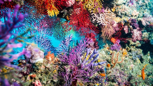 Eine lebendige Unterwasseraufnahme eines Korallenriffs mit einer Vielzahl bunter Korallen in Rot, Gelb, Lila und Orange. Kleine Fische schwimmen zwischen den Korallen. Die Szene zeigt die Vielfalt und Schönheit des Meereslebens. 