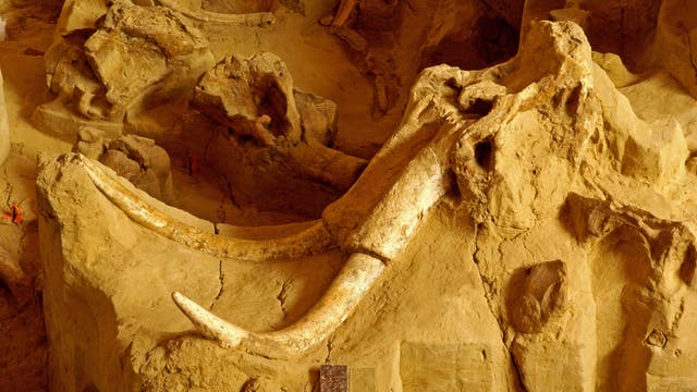 Schädel und Stoßzähne eines Mammuts ragen aus versteinerten, sandfarbigen Ablagerungen. Im Hintergrund sieht man weitere fossile Knochen.
