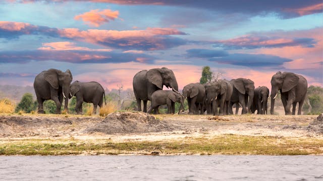 Elefantenherde in Afrika