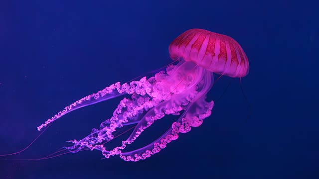 Südamerikanische Brennnesselqualle in einem Aquarium, rosa fluoreszierend