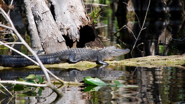 Ein Alligator liegt auf einem Baumstamm in einem Sumpfgebiet, umgeben von Wasser und Vegetation. Die Sonne scheint auf den Alligator, wodurch seine schuppige Haut deutlich sichtbar wird. Im Hintergrund sind Bäume und reflektiertes Licht auf dem Wasser zu sehen.